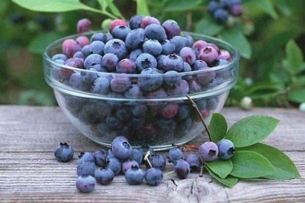 serviceberry berries 