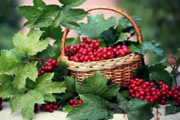 cesta de viburnum 