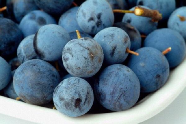 Sloe berries 