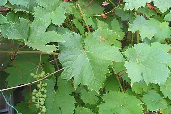 feuilles de vigne 