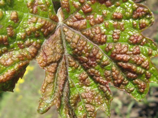 acarien de la vigne 