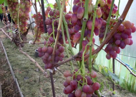 uvas arqueadas