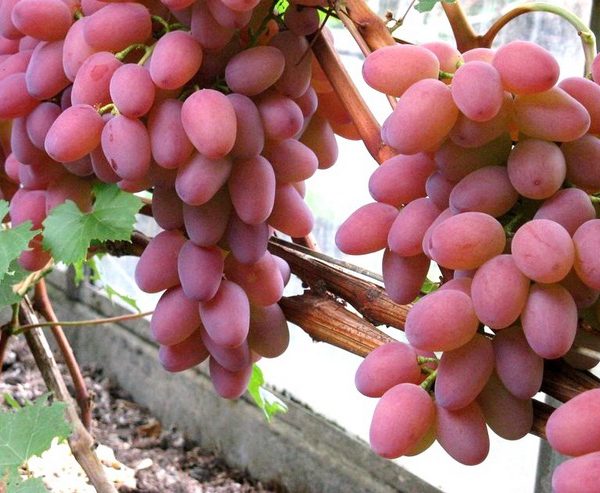 helios grapes