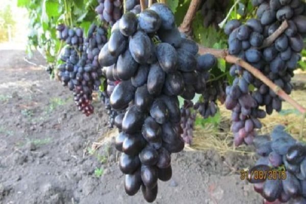 Uvas acadêmicas