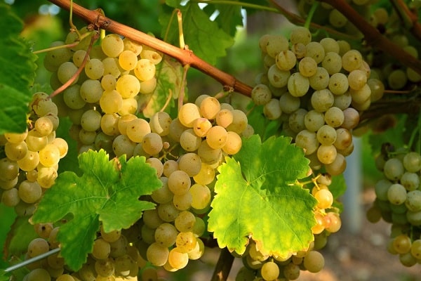  Uvas aligotes