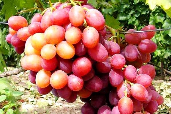 uvas anyuta