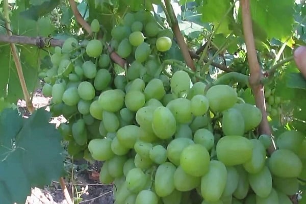 pokok anggur untuk menyokong