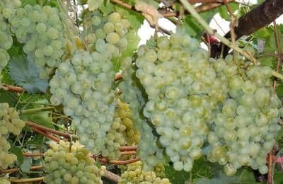 uvas blancas milagrosas