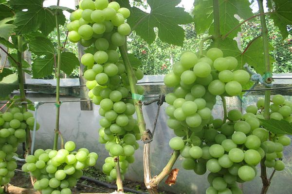 Uvas Dária