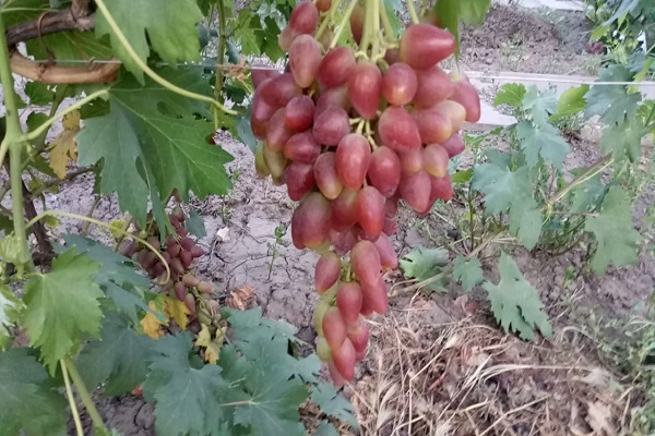 la vigne a grandi 