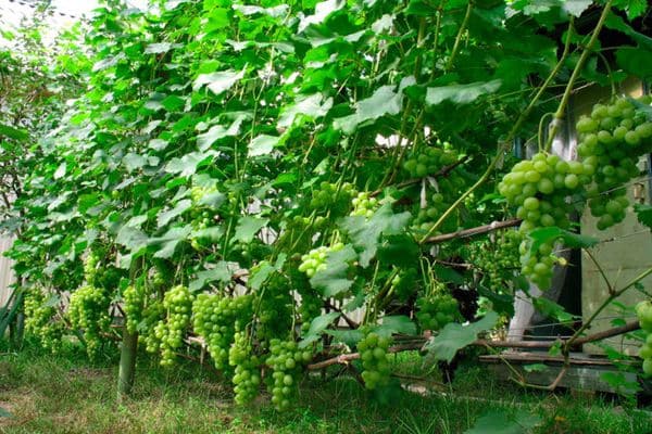 grapes on the branches