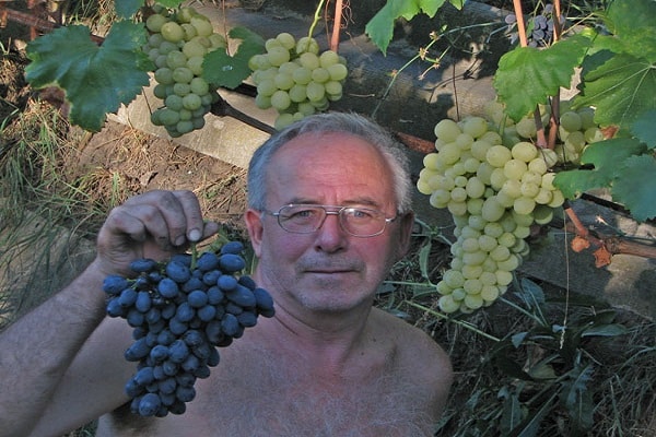 residente de verano con uvas 