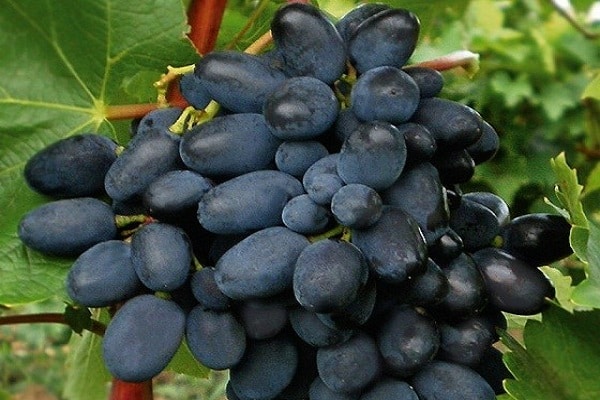 Uvas Codrianka