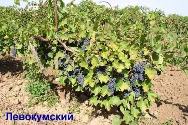 Variedad levokumsky