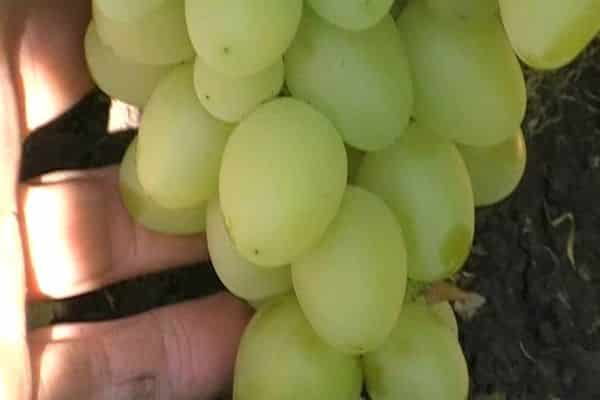 grape fruits