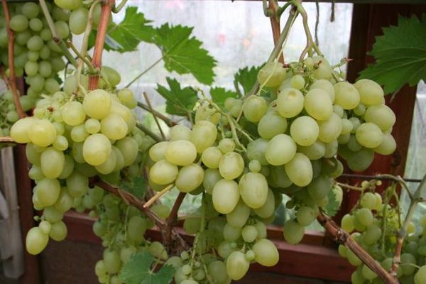 bunches of grapes