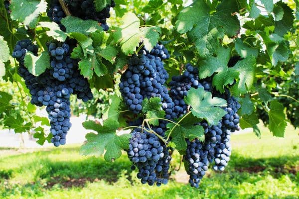 raisins sur les branches