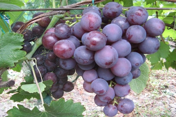 Uvas Rochefort