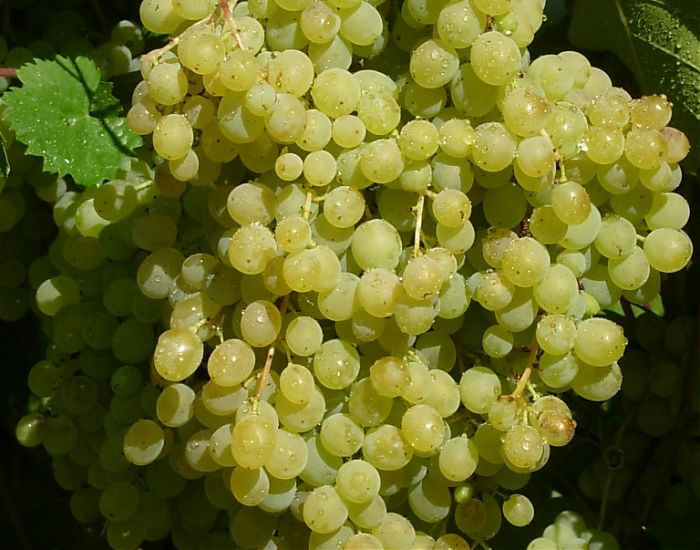 uvas rusas