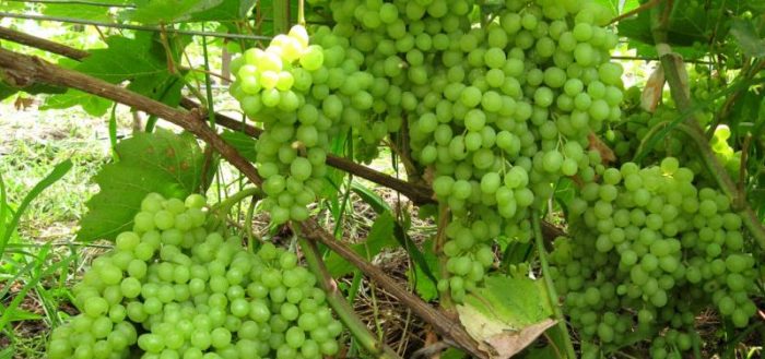 uvas rusas