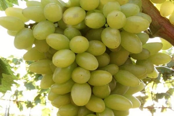 uvas brancas 