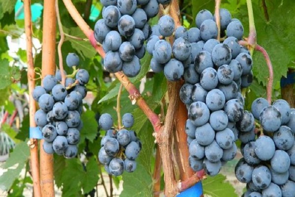 formation de la vigne