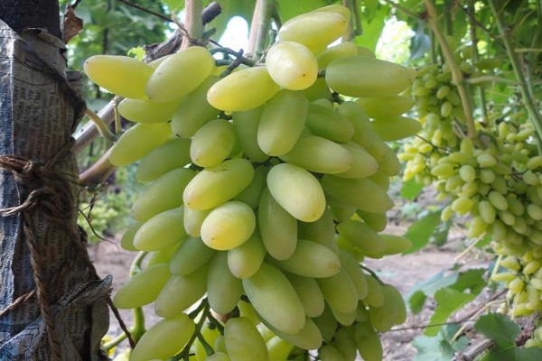 Uvas Timur