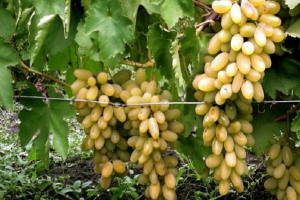 cachos de uvas