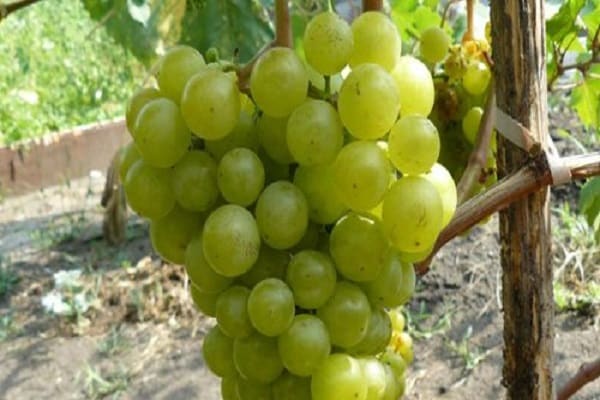 Tukay grapes