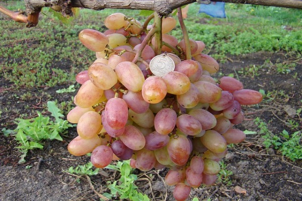 bungkos pruning 