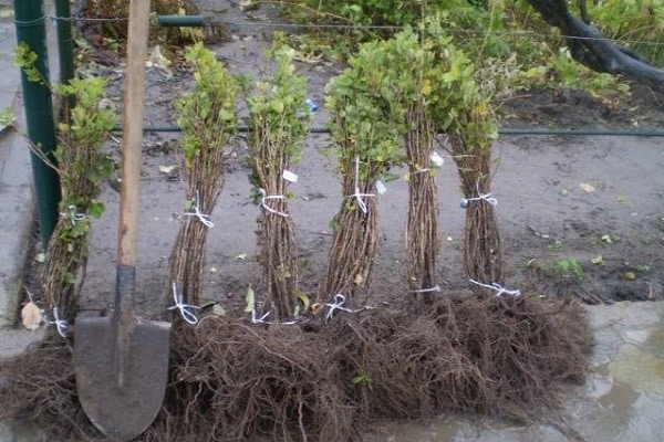 raíces para plantar 