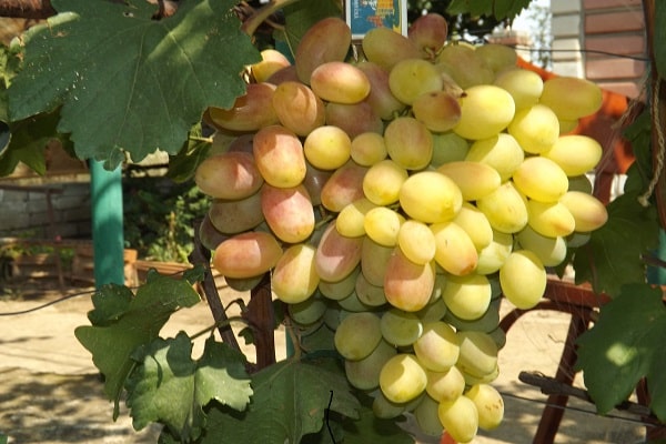 canta la fruta 