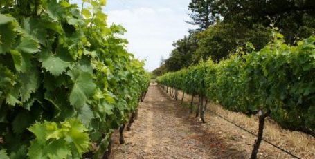 rows of grapes