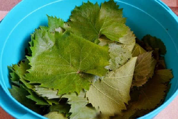 preparando dolma