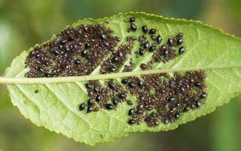 aphid on plum