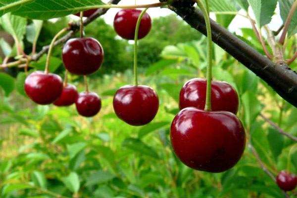 Ashinsky cherry