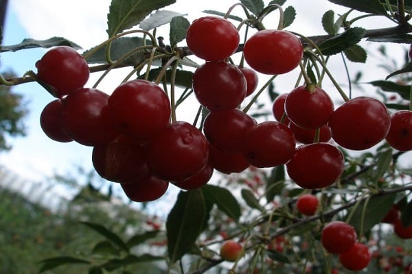 cereza de bajo crecimiento 