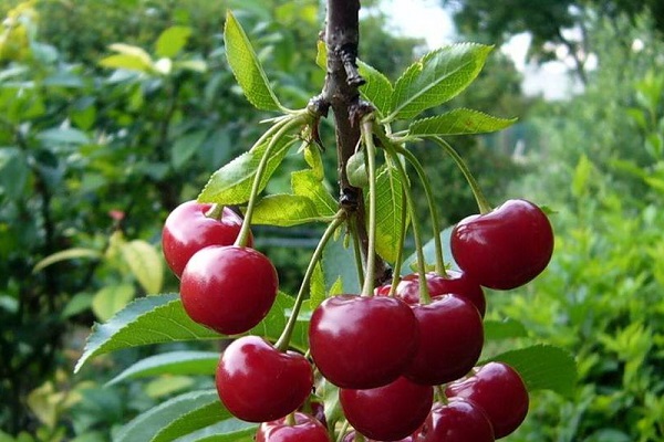 bando de frutas vermelhas 