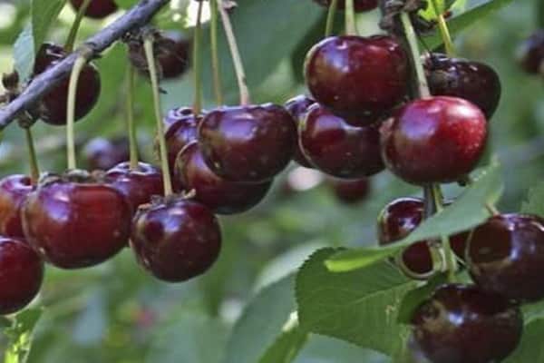 caractéristiques des fruits 