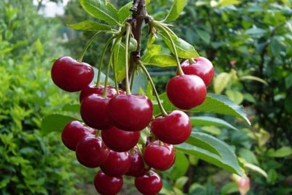 racimo de cerezas 