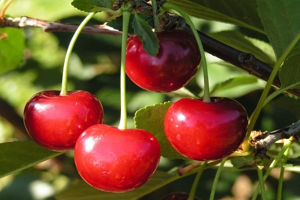 ungewöhnliche Beeren 