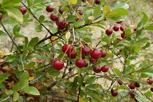 frutas ácidas