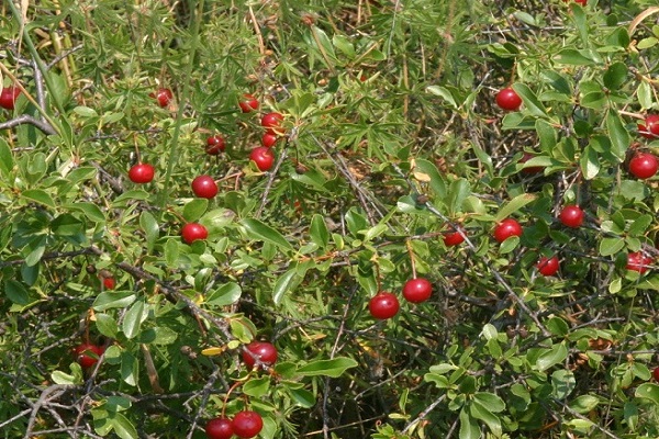 Subbotinskaya berry 