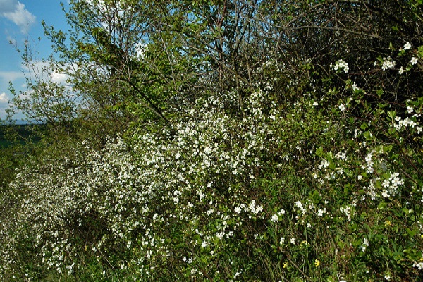 Zeitpunkt der Blüte