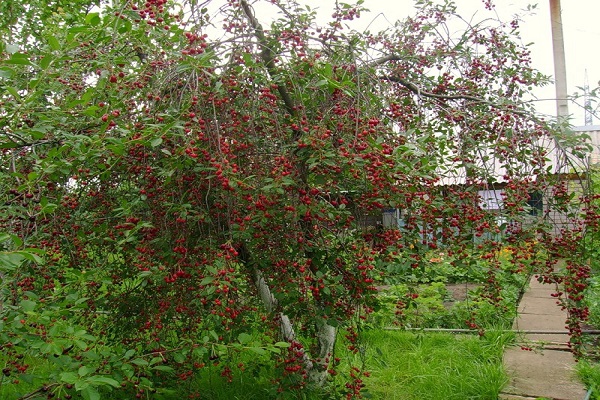 bobulový strom 