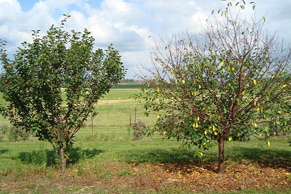 herfst bomen 