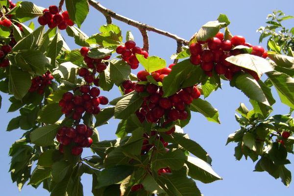 fruita de cirera