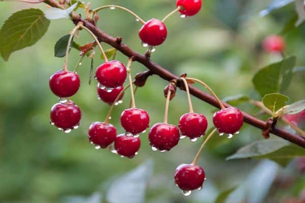 Kirschbeeren