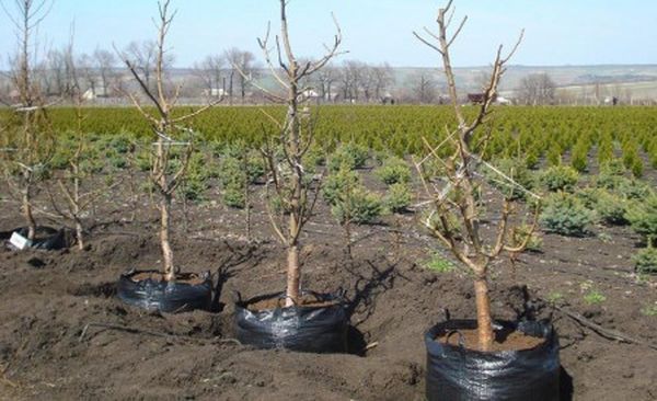 replantation de cerisiers