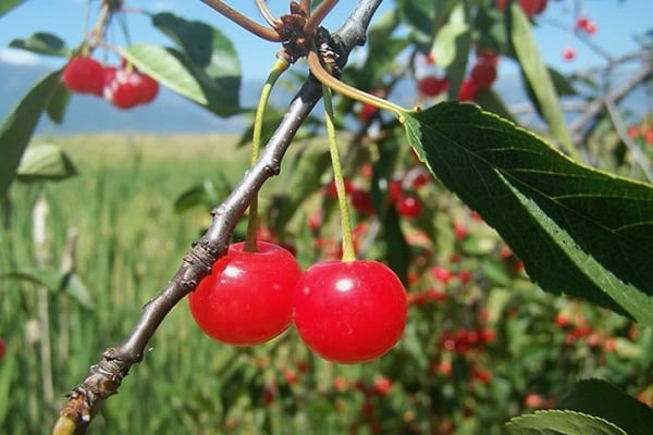 fruits sur une branche 